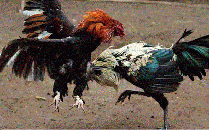 peleas de gallos