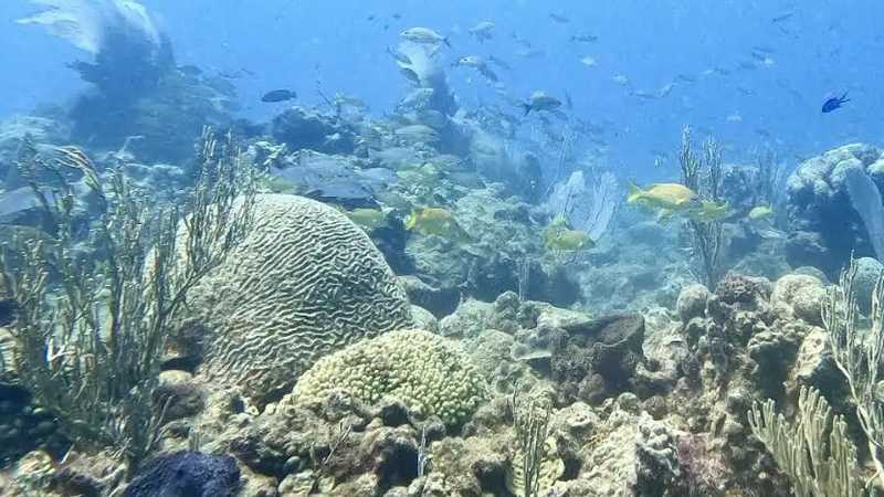 corales de sosua