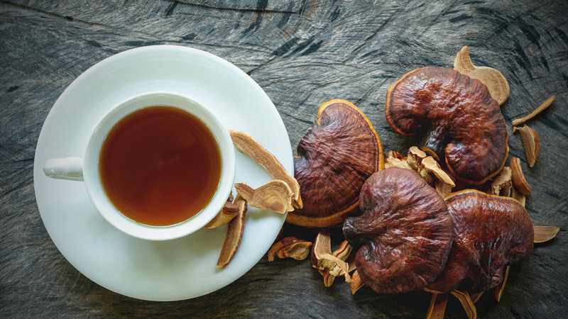 ganoderma
