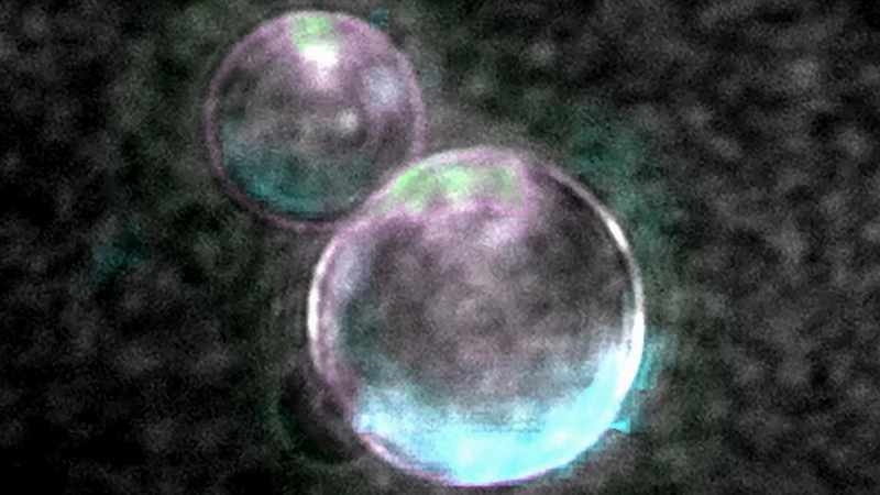 celula sintetica